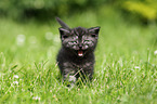 British Shorthair Kitten