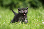 British Shorthair Kitten