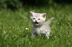 British Shorthair Kitten