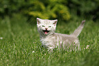 British Shorthair Kitten