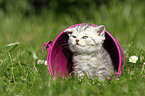 British Shorthair Kitten