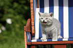 British Shorthair Kitten