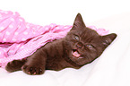 British Shorthair Kitten