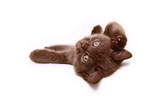 British Shorthair Kitten