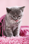 British Shorthair Kitten