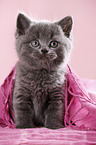 British Shorthair Kitten