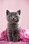 British Shorthair Kitten