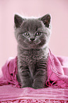 British Shorthair Kitten