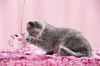 British Shorthair Kitten