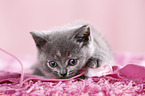 British Shorthair Kitten