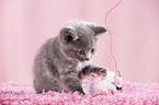 British Shorthair Kitten