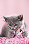 British Shorthair Kitten