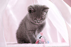 British Shorthair Kitten