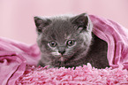 British Shorthair Kitten