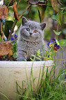 British Shorthair Kitten