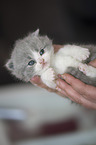 British Shorthair Kitten