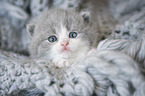 British Shorthair Kitten