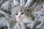 British Shorthair Kitten