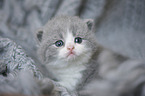 British Shorthair Kitten