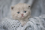 British Shorthair Kitten