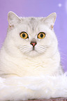 lying British Shorthair