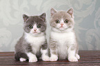 2 sitting British Shorthair Kitten