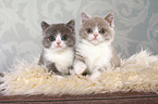 2 sitting British Shorthair Kitten