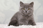 sitting British Shorthair Kitten