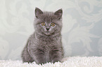 sitting British Shorthair Kitten