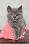 sitting British Shorthair Kitten