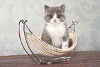 sitting British Shorthair Kitten