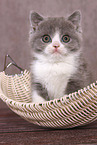 sitting British Shorthair Kitten