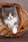 sitting British Shorthair Kitten