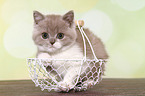 sitting British Shorthair Kitten