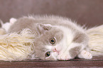 lying British Shorthair Kitten