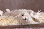 lying British Shorthair Kitten