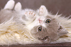 lying British Shorthair Kitten