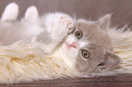 lying British Shorthair Kitten