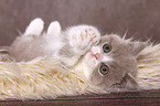 lying British Shorthair Kitten