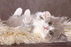 lying British Shorthair Kitten