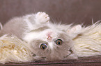 lying British Shorthair Kitten