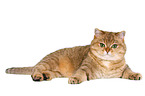 lying British Shorthair