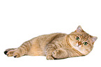 lying British Shorthair