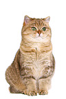 sitting British Shorthair