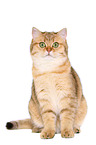 sitting British Shorthair