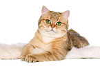 lying British Shorthair