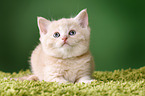 British Shorthair Kitten