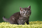 British Shorthair Kitten