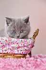 British Shorthair Kitten