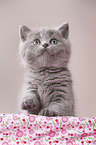 British Shorthair Kitten